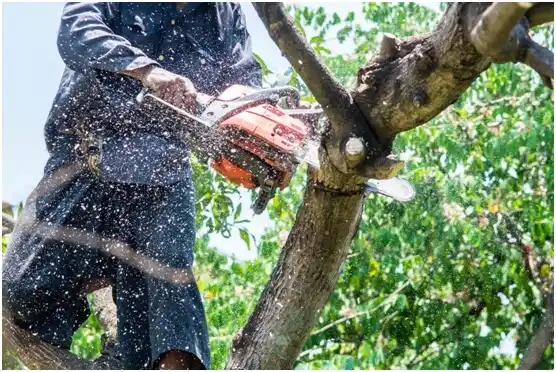 tree services Casco